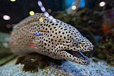 《被虐的诺艾尔》明年2月10日登陆NS Steam特别好评